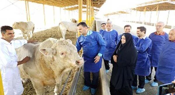 عکس گاو شاروله