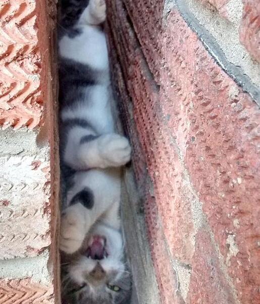 عکس گربه روی دیوار