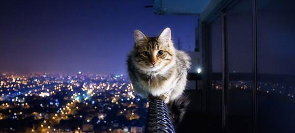 عکس گربه روی دیوار
