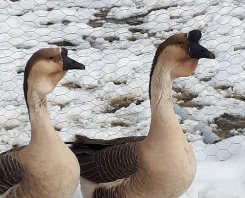 عکس قوغاز