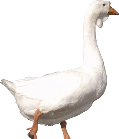 عکس قوغاز