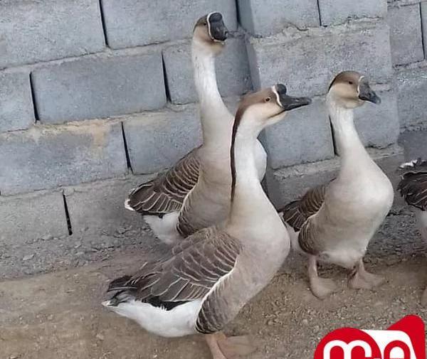 عکس قوغاز