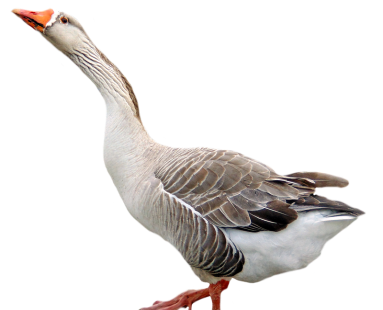 عکس قوغاز