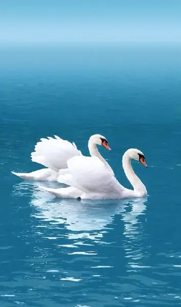 عکس های قو