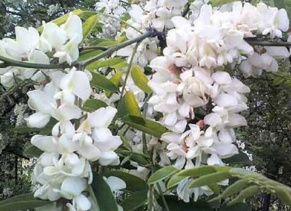 عکس گل اقاقیا