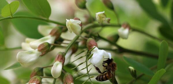 عکس گل اقاقیا