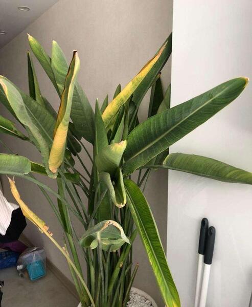 عکس گل پرنده بهشتی