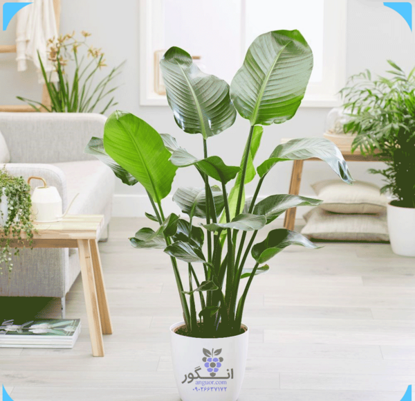 عکس گل پرنده بهشتی