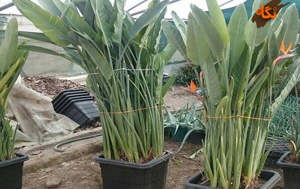 عکس گل پرنده بهشتی