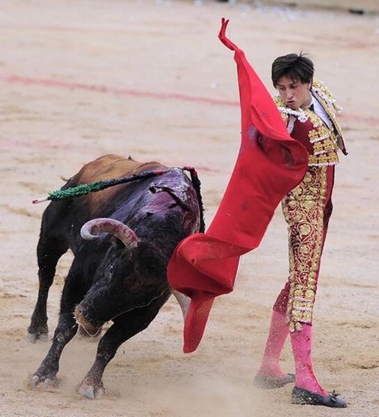 عکس گاو خشمگین