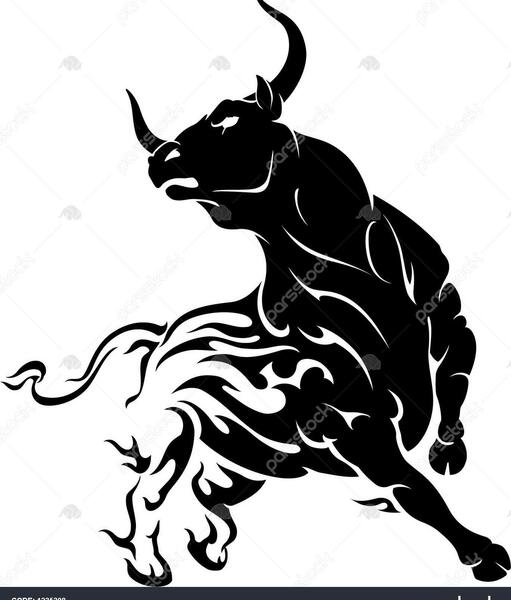 عکس گاو خشمگین