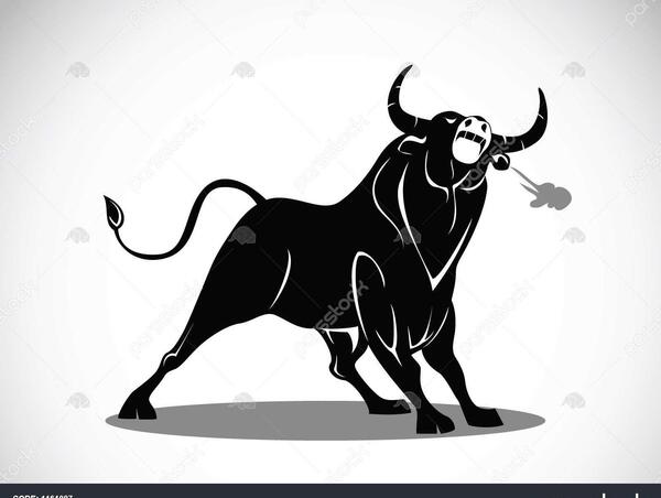 عکس گاو خشمگین