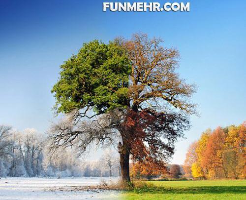 عکس فرش چهار فصل