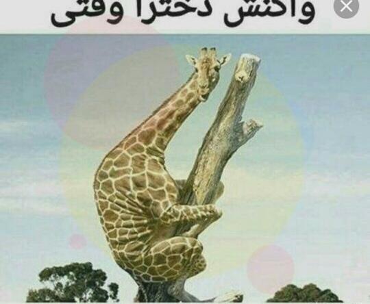عکس سوسک زرافه