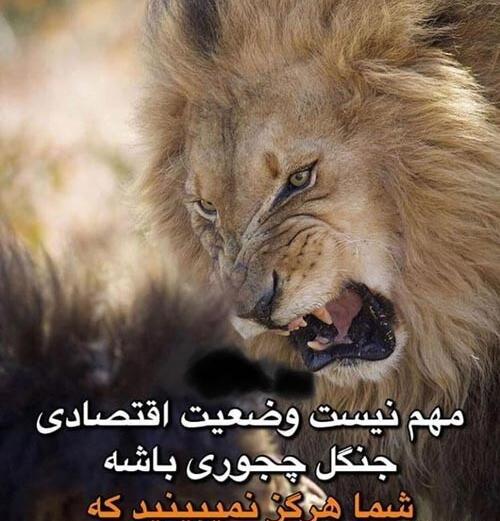 عکس های جدید شیر وحشی
