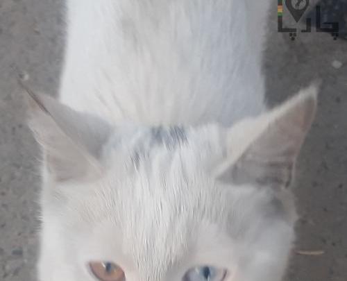 عکس گربه چشم دو رنگ