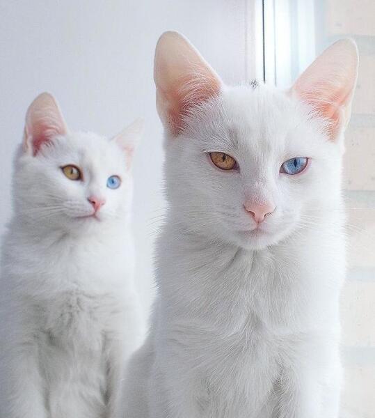 عکس گربه چشم دو رنگ