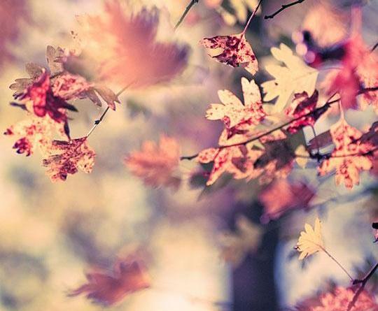 عکس زیبای طبیعت هنری