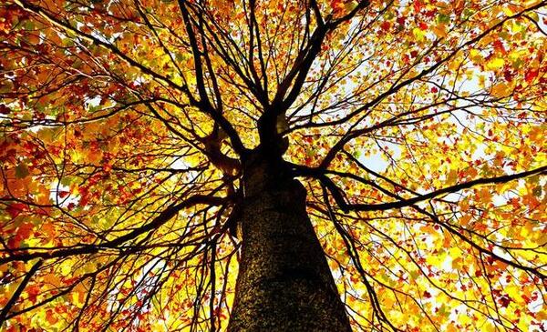 عکس زیبای طبیعت هنری