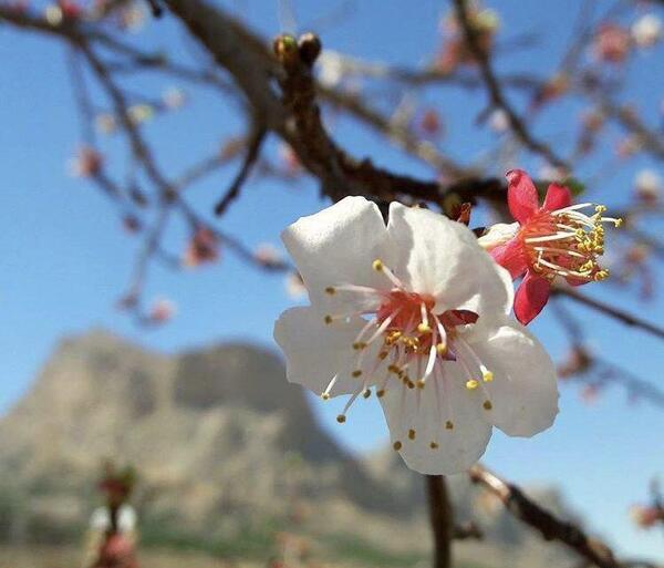 عکس تصاویر زیبای طبیعت عاشقانه
