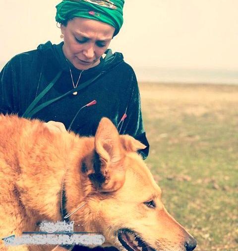 عکس سگ گرگی وحشی