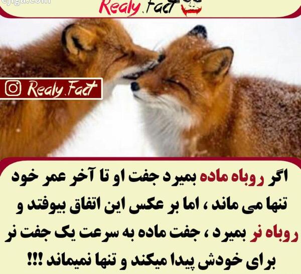 عکس روباه نر