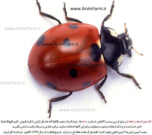 عکس سوسک هفت رنگ