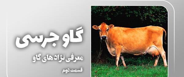 عکس گاو نژاد جرسی
