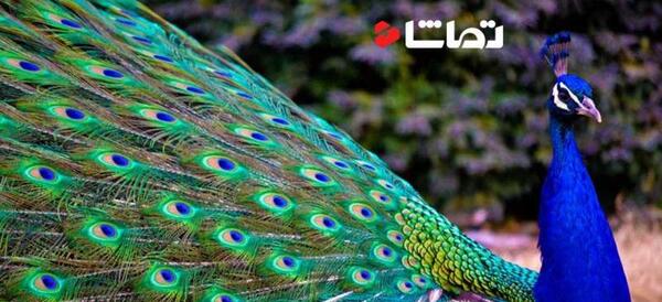 عکس ملکه ی طاووس