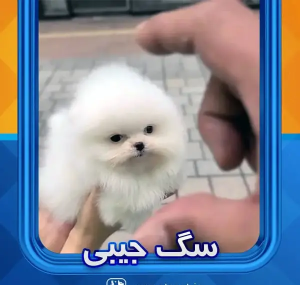 عکس سگ جیبی پشمالو