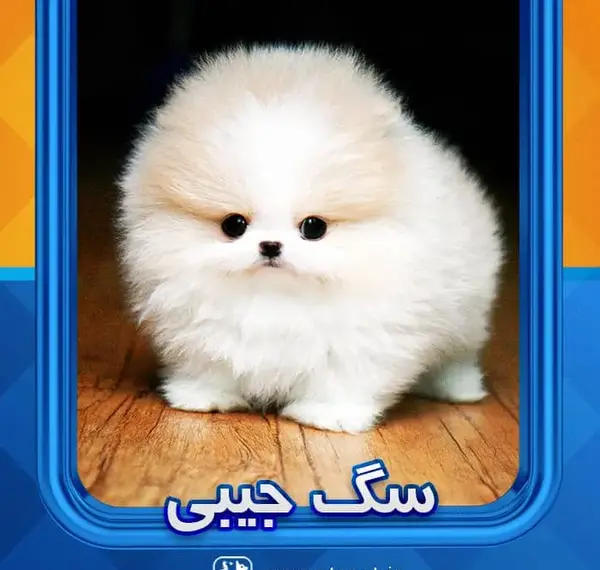 عکس سگ جیبی پشمالو