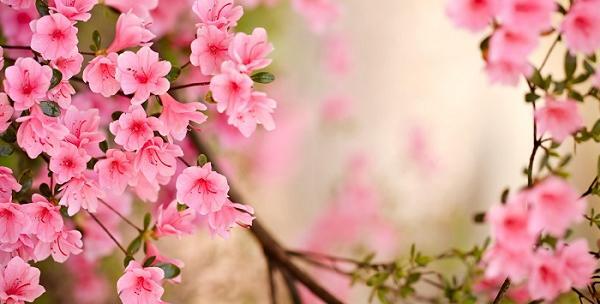 عکس شاد بهاری