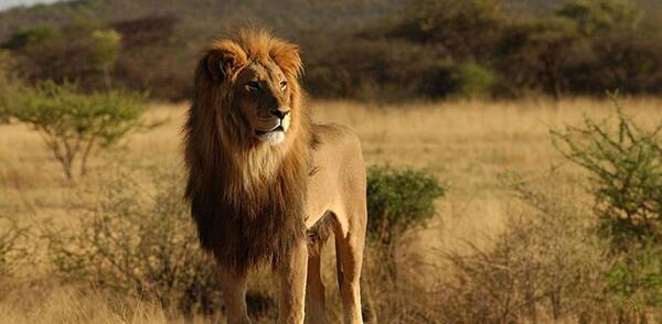 عکس دیدنی شیر