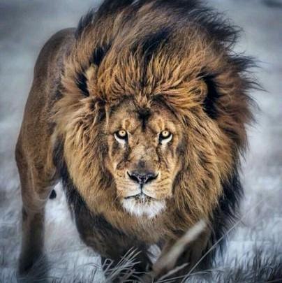 عکس دیدنی شیر