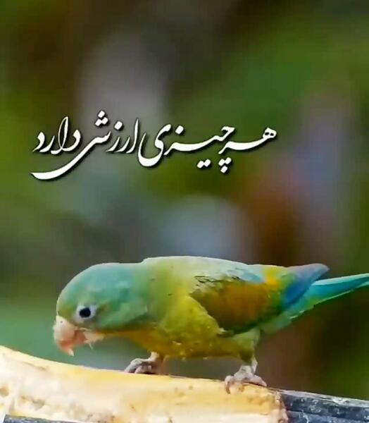 عکس وضعیت واتساپ حرف ناب