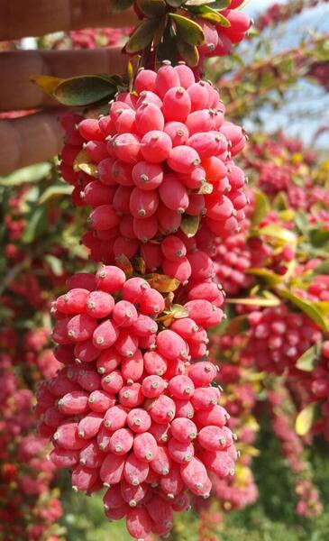 عکس زرشک قاین