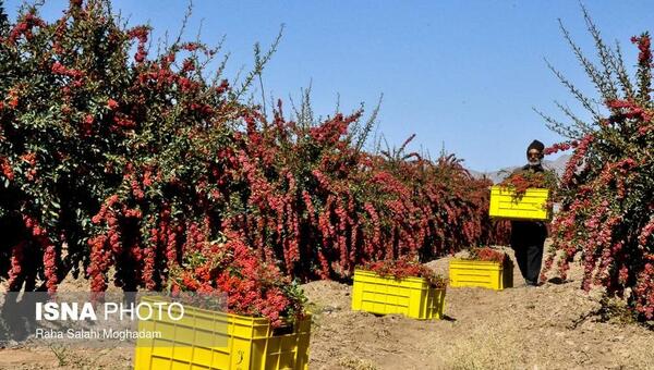 عکس زرشک قاین