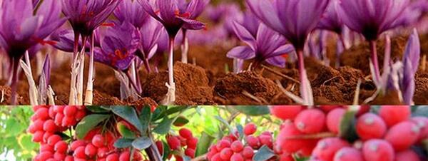 عکس زرشک قاین