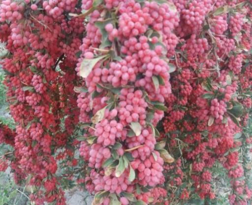 عکس زرشک قاین