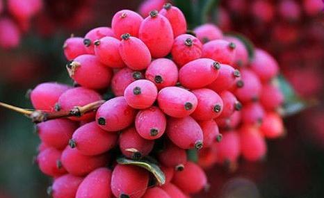 عکس زرشک قاین