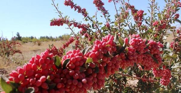 عکس زرشک قاین