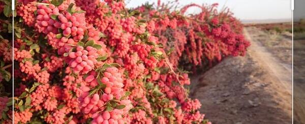 عکس زرشک قاین