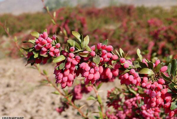 عکس زرشک قاین