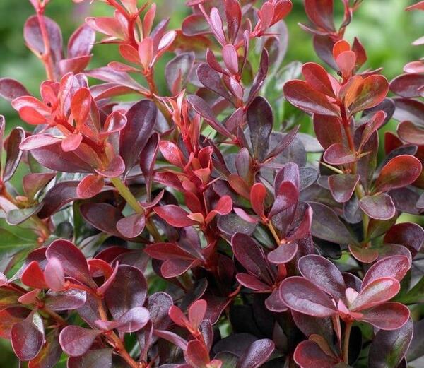 عکس بوته زرشک