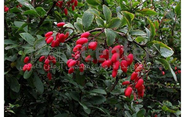 عکس بوته زرشک