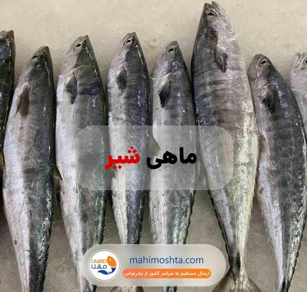 عکس شیر ماهی
