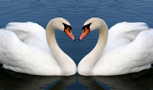 عکس زیبای قو