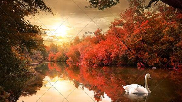 عکس زیبای قو
