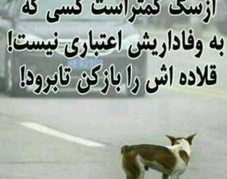 عکس سگ صفت