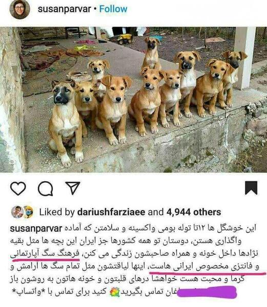 عکس سگ صفت